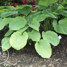 Hosta Sum & Substance