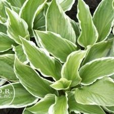 Hosta undulata 'Albo Marginata'