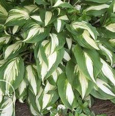 Hosta undulata 'Medio Variegata'