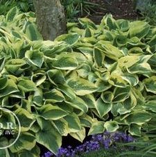 Hosta Wide Brim