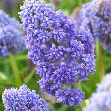 Muscari Fantasy Creation