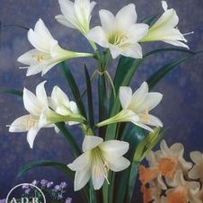 Amaryllis Dutch 'Amputo'