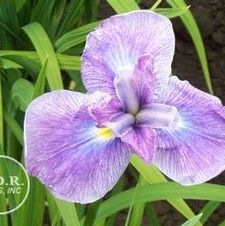 Japanese Iris Geisha Girl