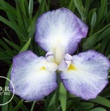 Japanese Iris Gracieuse