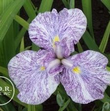 Japanese Iris Imperial Magic