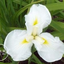 Japanese Iris Mount Fuji