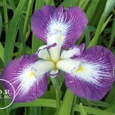 Japanese Iris Picotee Wonder