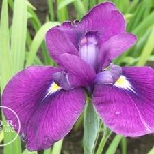 Japanese Iris Royal Robes
