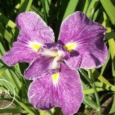 Japanese Iris Shogun