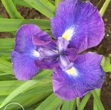 Japanese Iris Temple Bells
