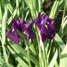 Japanese Iris Variegata