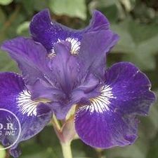Siberian Iris Blue King