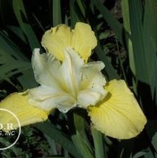 Siberian Iris Butter & Sugar