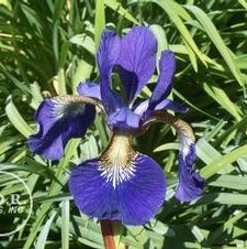 Siberian Iris Caesar's Brother