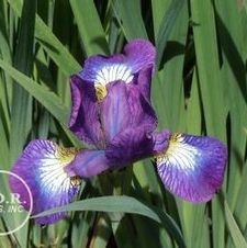 Siberian Iris Lavender Queen