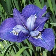 Siberian Iris Painted Desert