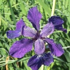 Siberian Iris Ruffled Velvet