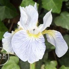 Siberian Iris Sky Wings