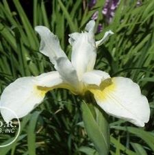 Siberian Iris Snow Queen