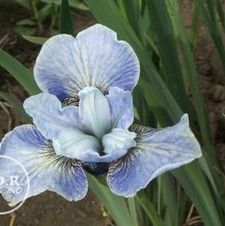 Siberian Iris Super Ego