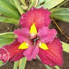 Louisiana Iris Anne Chowning