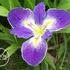 Louisiana Iris C'est Si bon