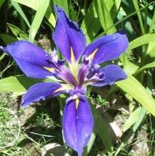Louisiana Iris Delta Star