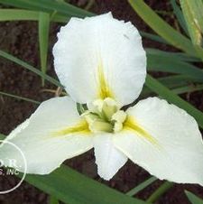 Louisiana Iris Maria Dolores