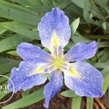 Louisiana Iris Sinfonieta