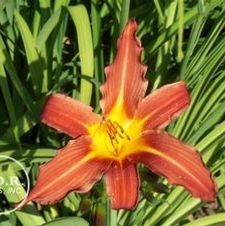 Daylily Autumn Red