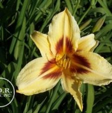 Daylily Bonanza