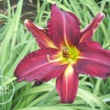 Daylily Breathless Beauty