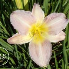 Daylily Catherine Woodbury