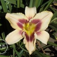 Daylily compact rebloomer 'Chicago Picotee Lace'