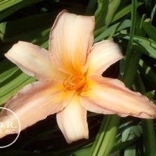 Daylily Date Book
