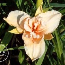 Daylily Double Dream