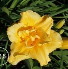 Daylily Double Talk