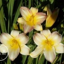 Daylily Eenie Allegro
