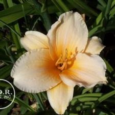 Daylily Evening Gown