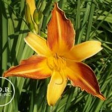 Daylily Franz Halls