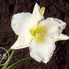 Daylily Gentle Sheperd