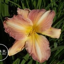 Daylily George C. Bingham