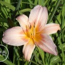 Daylily Halls Pink