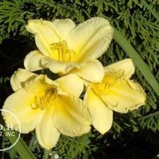 Daylily compact rebloomer 'Happy Returns'