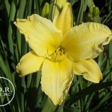 Daylily Hyperion