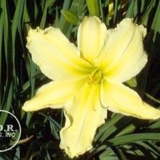 Daylily Irish Glory