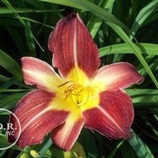 Daylily Jungle Princess