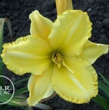 Daylily Leo Won