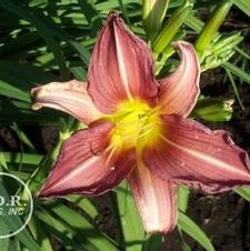 Daylily Lilac Beauty