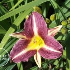 Daylily compact rebloomer 'Mary Reed'